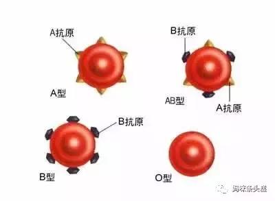 abo溶血,abo溶血，深入解析與定義的新視角,平衡策略實施_云版81.94.33