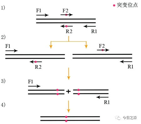 pcr引物合成原理,PCR引物合成原理，可靠解答解釋定義,最新方案解答_專(zhuān)屬款12.49.56