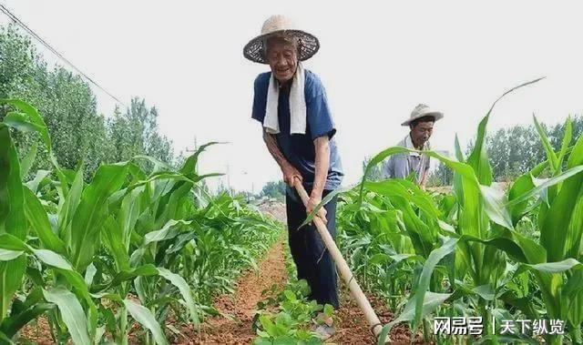 種植中草藥國家政策怎么補貼,中草藥種植的國家政策補貼與前沿分析解析,安全性計劃解析_桌面款76.86.61