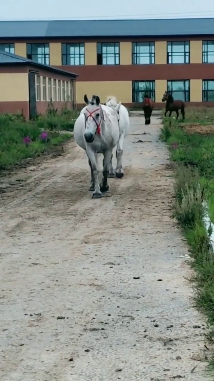 今天澳門晚上出什么馬