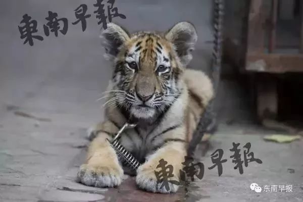 動物園小老虎被“強(qiáng)行畫押”